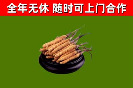 朝阳区烟酒回收冬虫夏草.jpg
